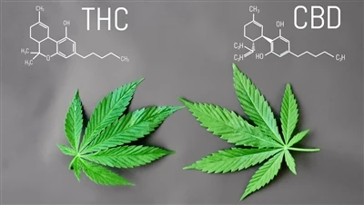 Qhov txawv ntawm THC nrog CBD yog dab tsi