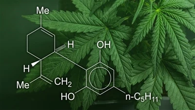 CBD, tshuaj maj thiab hemp: Dab tsi yog qhov txawv ntawm cov khoom lag luam c...