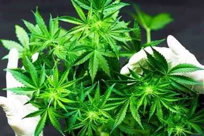 Kev siv cannabis cuam tshuam li cas rau lub hlwb? Kev ceeb toom qhia, xav tau...