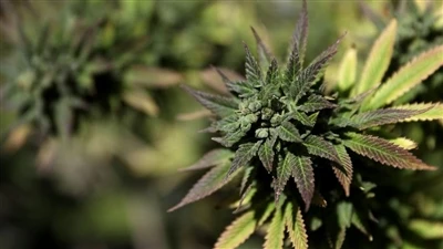 Endocannabinoid System yog dab tsi? (ECS)