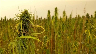 Tshaj Xov Xwm Txog CBD: Canadian Cannabis Tuam Txhab Rov Qab Los Ntawm Teb Ch...