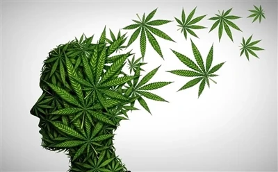 Yuav siv CBD roj li cas rau qhov txiaj ntsig zoo: Phau Ntawv Qhia Tag Nrho?